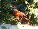 Hoher Besuch auf unserer Terrasse