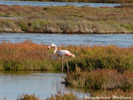 Flamants roses sur nos presqu'îles