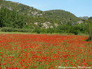 Coquelicots en mai