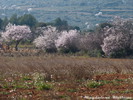 Mandelblüte im Februar