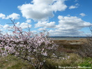 Mandelblüte auf einer unserer Inseln